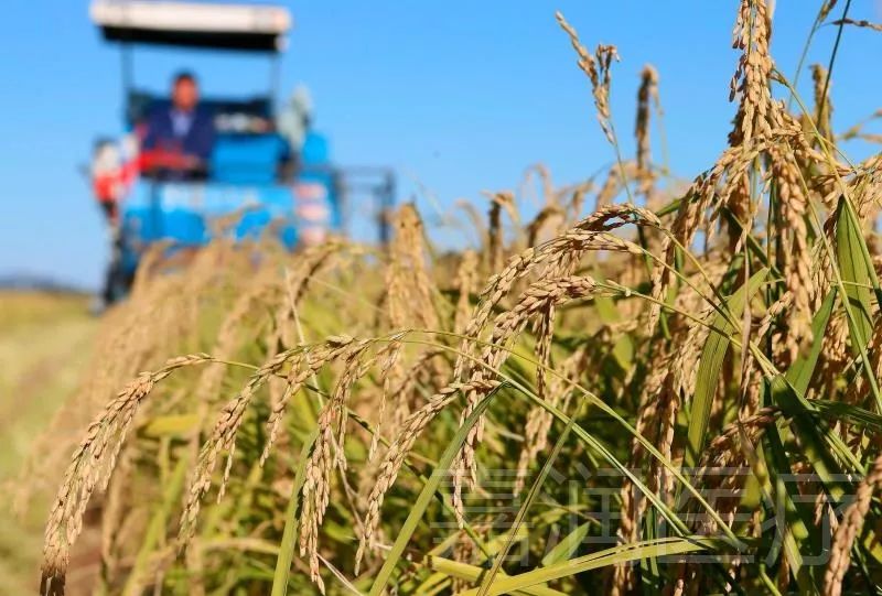 生平富硒大米(大米的富硒标准)-硒宝网