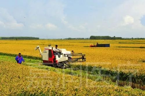 生平富硒大米(大米的富硒标准)-硒宝网