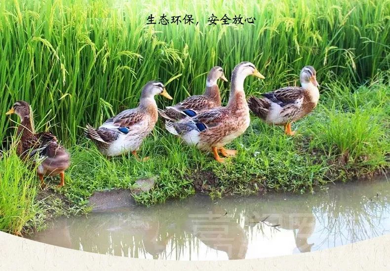 生平富硒大米(大米的富硒标准)-硒宝网