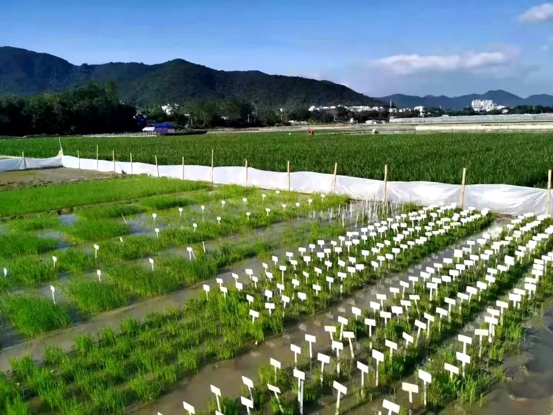 生平富硒大米（大米生平富硒含量高吗）-硒宝网