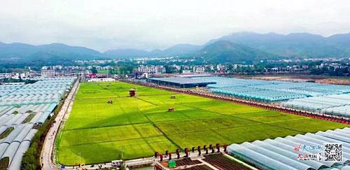 金华富硒大米(浙江富硒大米产地)-硒宝网