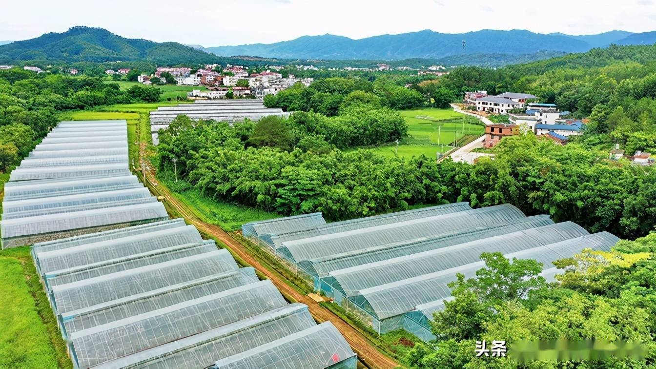 金华富硒大米(浙江富硒大米产地)-硒宝网