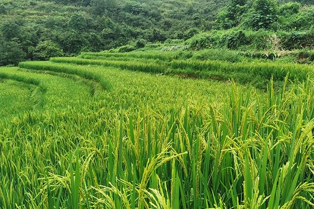 富硒大米地区(大米地区富硒产量)-硒宝网