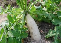 安吉富硒大米（安康富硒大米）-硒宝网