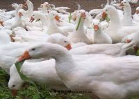 安吉富硒大米（安康富硒大米）-硒宝网