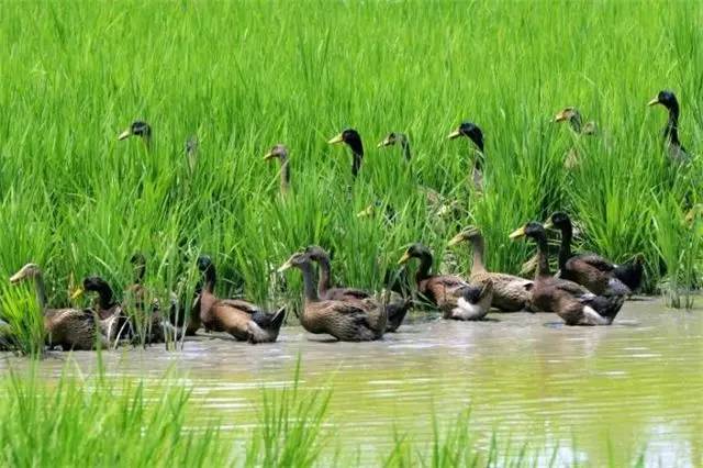 舒城富硒大米(富硒优质大米)-硒宝网