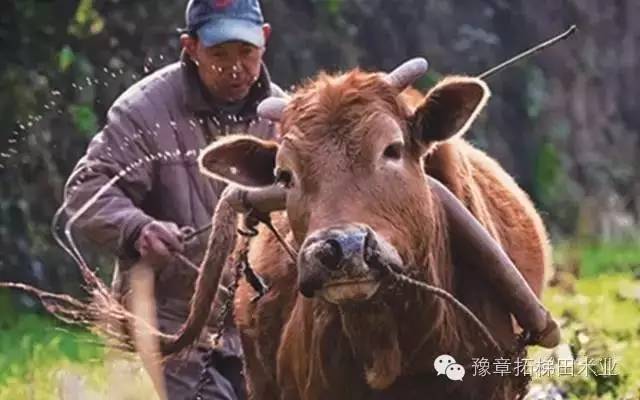 富硒大米有味（富硒大米味道）-硒宝网