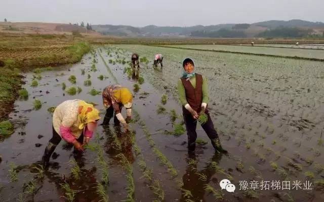 富硒大米有味（富硒大米味道）-硒宝网