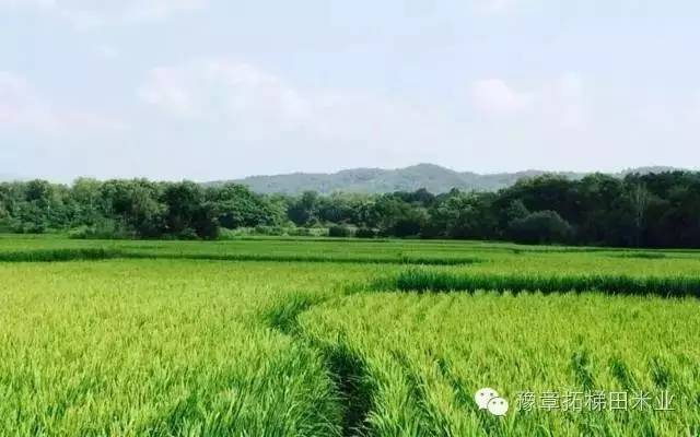 富硒大米有味（富硒大米味道）-硒宝网