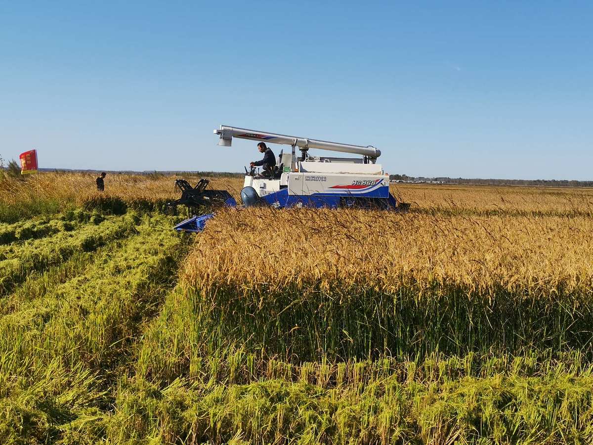 富硒农家大米(大米农家富硒含量多少)-硒宝网