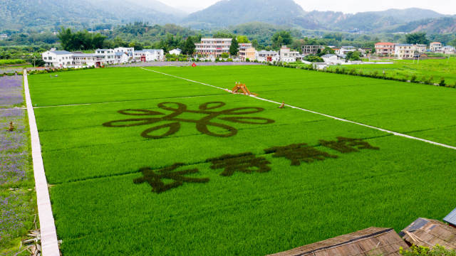 富硒大米有味(大米味富硒有什么功效)-硒宝网