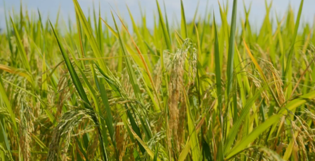 富硒大米有味(大米味富硒有什么功效)-硒宝网