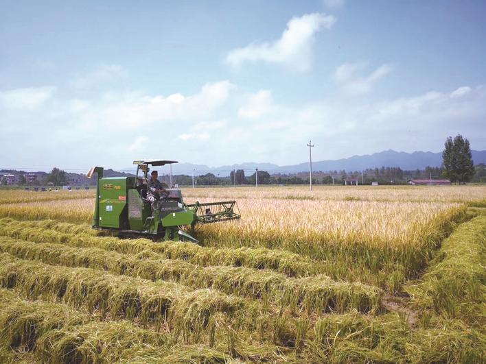 富硒大米基地（富硒大米哪里有卖）-硒宝网