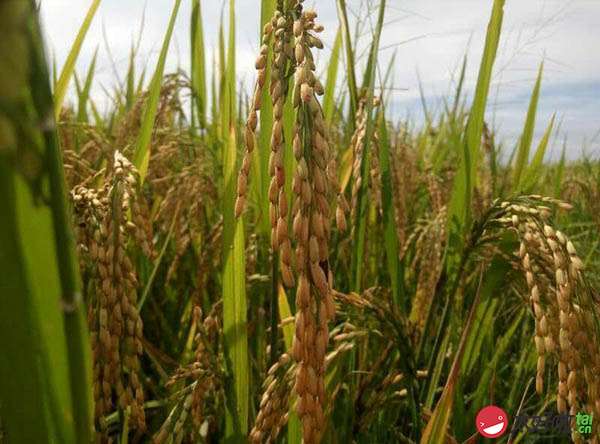 富硒大米长寿（富硒的大米）-硒宝网