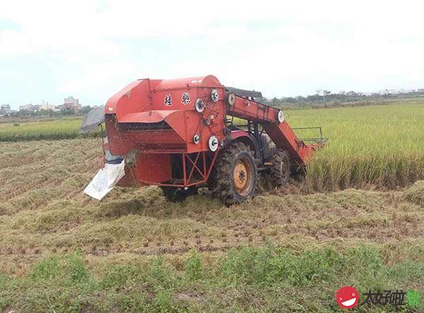 富硒大米长寿（富硒的大米）-硒宝网