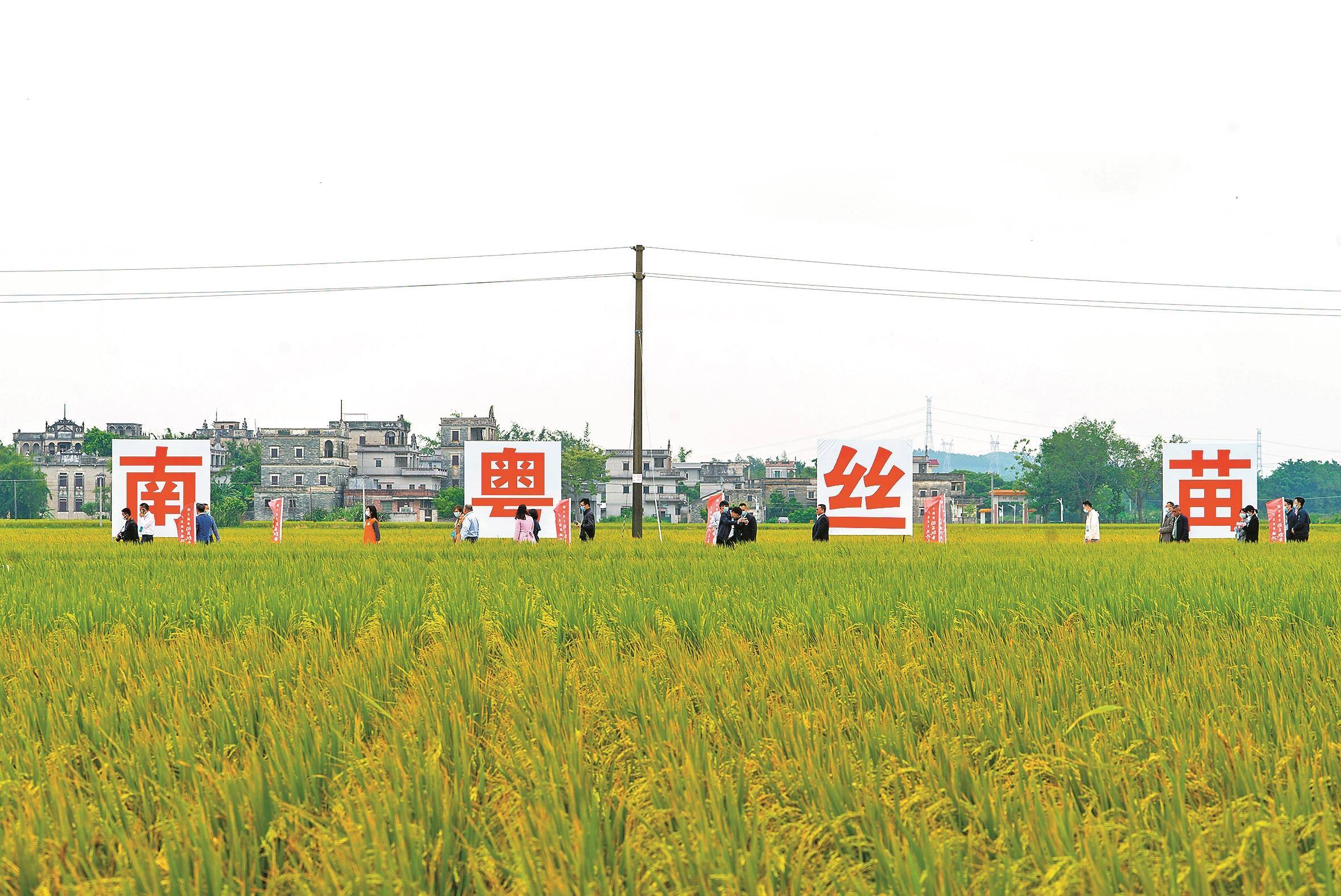 富硒大米江门(大米富硒江门哪里有卖)-硒宝网