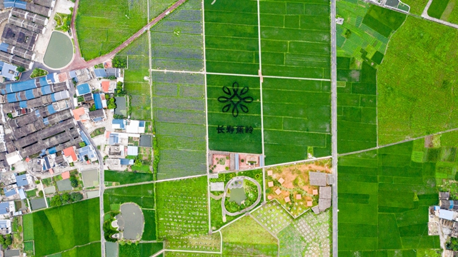 富硒大米江门(大米富硒江门哪里有卖)-硒宝网