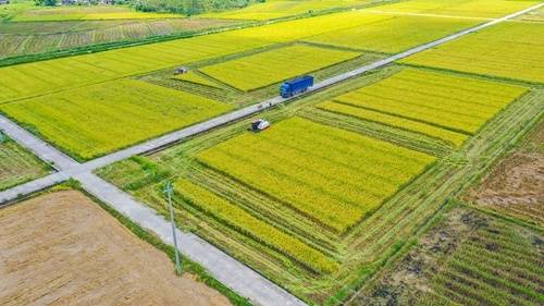 富硒大米江门(大米富硒江门哪里有卖)-硒宝网