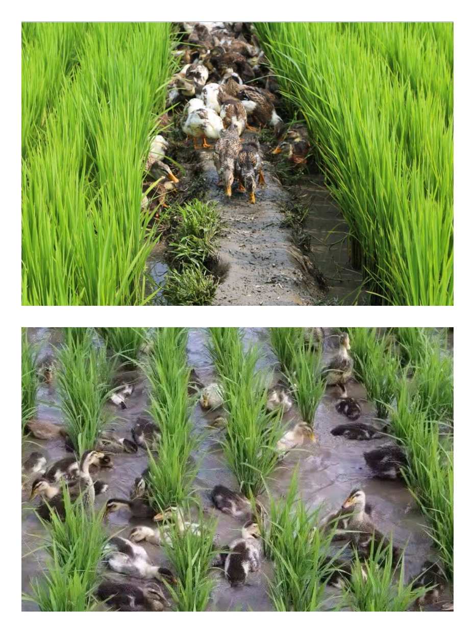 富硒大米基地(富硒大米市场前景)-硒宝网