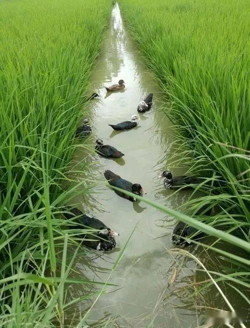 富硒大米基地(富硒大米市场前景)-硒宝网