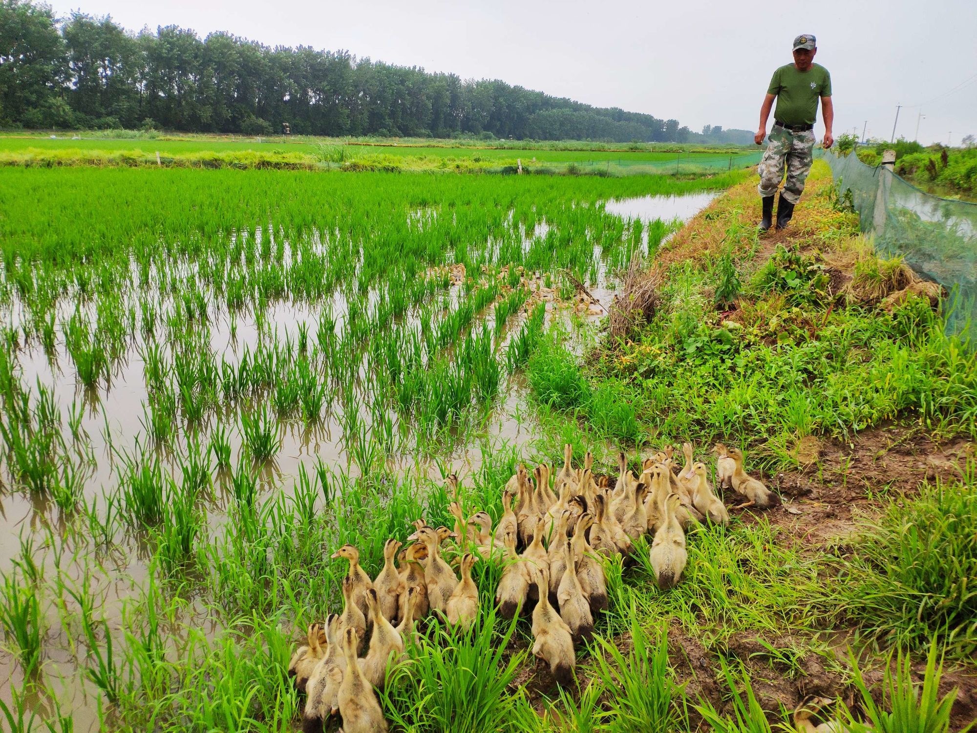 富硒大米基地(富硒大米市场前景)-硒宝网