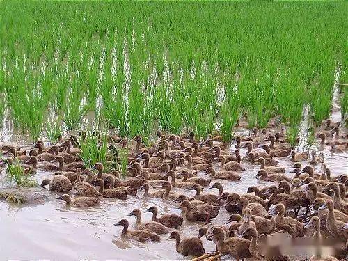 富硒大米基地(富硒大米市场前景)-硒宝网