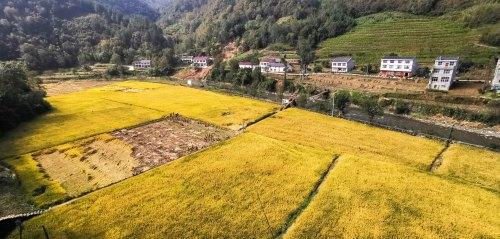 富硒大米吃法（富硒大米能补硒吗）-硒宝网