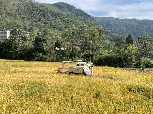 富硒大米吃法（富硒大米能补硒吗）-硒宝网