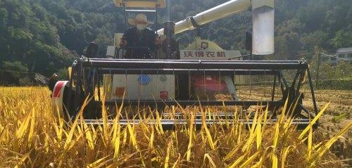 富硒大米吃法（富硒大米能补硒吗）-硒宝网