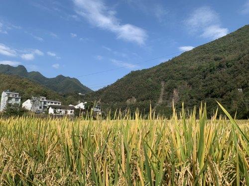 富硒大米吃法（富硒大米能补硒吗）-硒宝网