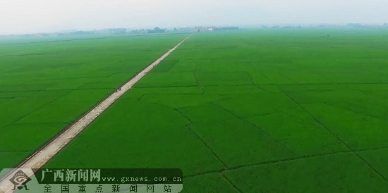 富硒大米广西(广西扶贫产品富硒大米)-硒宝网