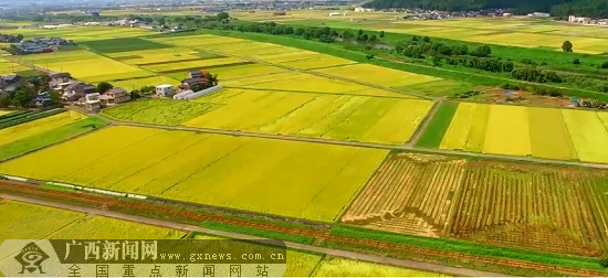 富硒大米广西(广西扶贫产品富硒大米)-硒宝网