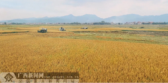 富硒大米广西(广西扶贫产品富硒大米)-硒宝网