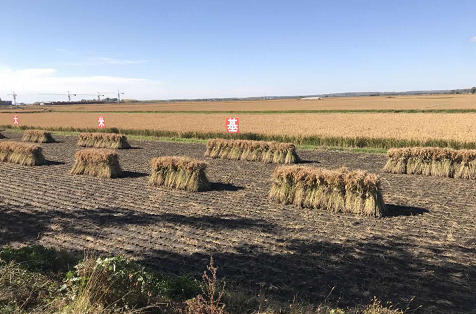 富硒大米土壤(大米富硒含量标准)-硒宝网