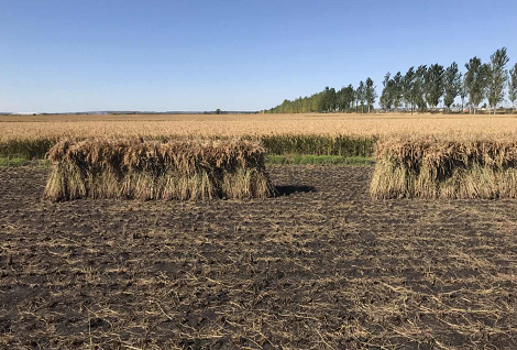 富硒大米土壤(大米富硒含量标准)-硒宝网