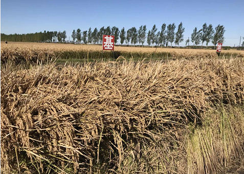富硒大米土壤(大米富硒含量标准)-硒宝网