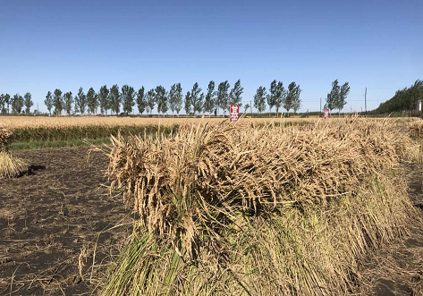 富硒大米土壤(大米富硒含量标准)-硒宝网