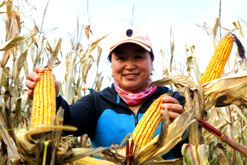 康县富硒大米(陕南富硒大米)-硒宝网