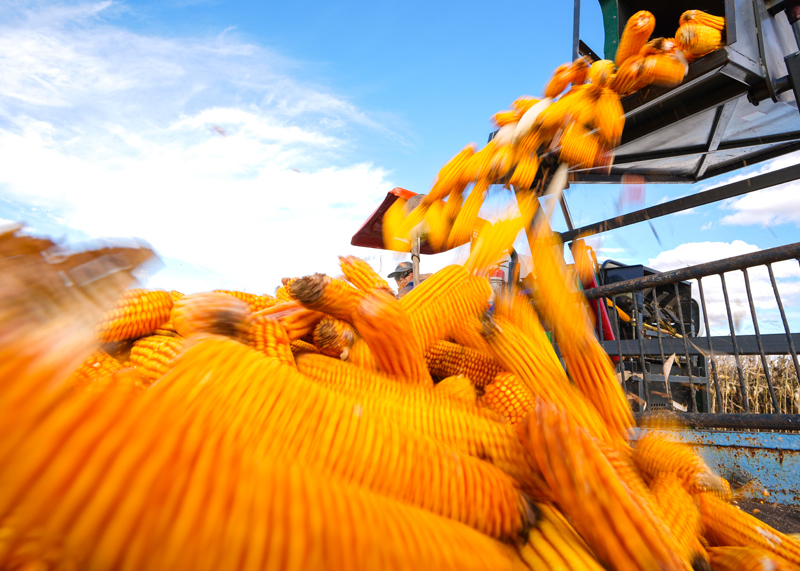 康县富硒大米(陕南富硒大米)-硒宝网