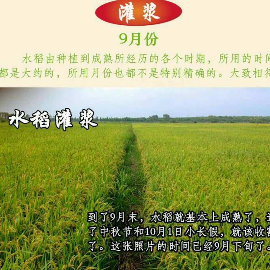 宁安富硒大米（富硒大米十大安全品牌）-硒宝网