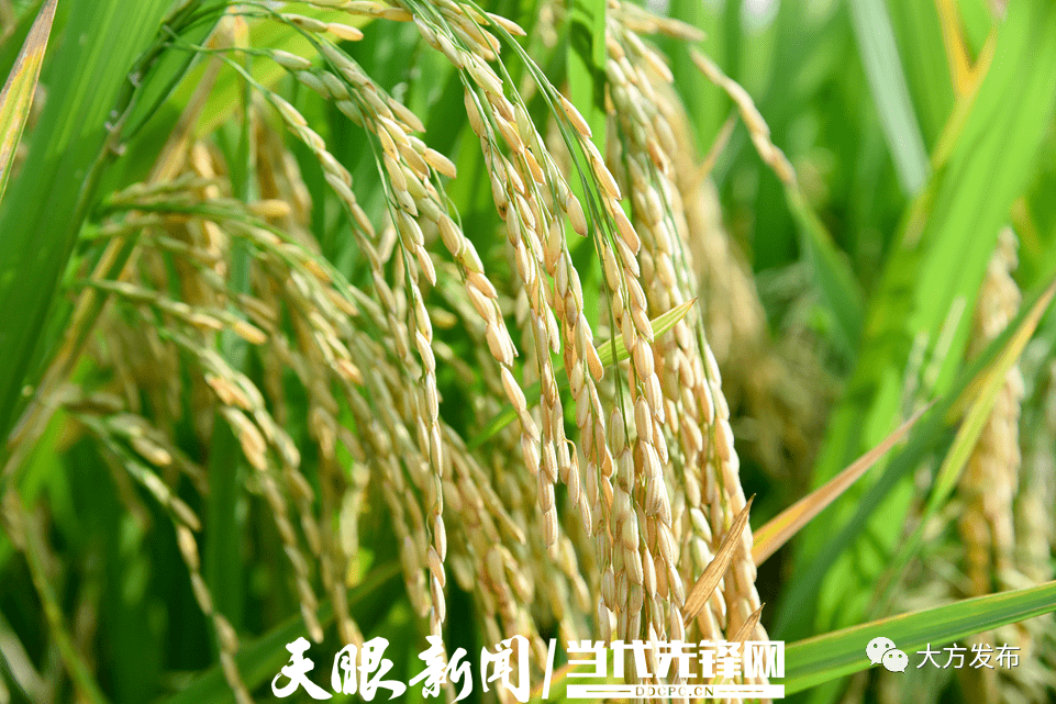 人造富硒大米(人工富硒米好吗)-硒宝网