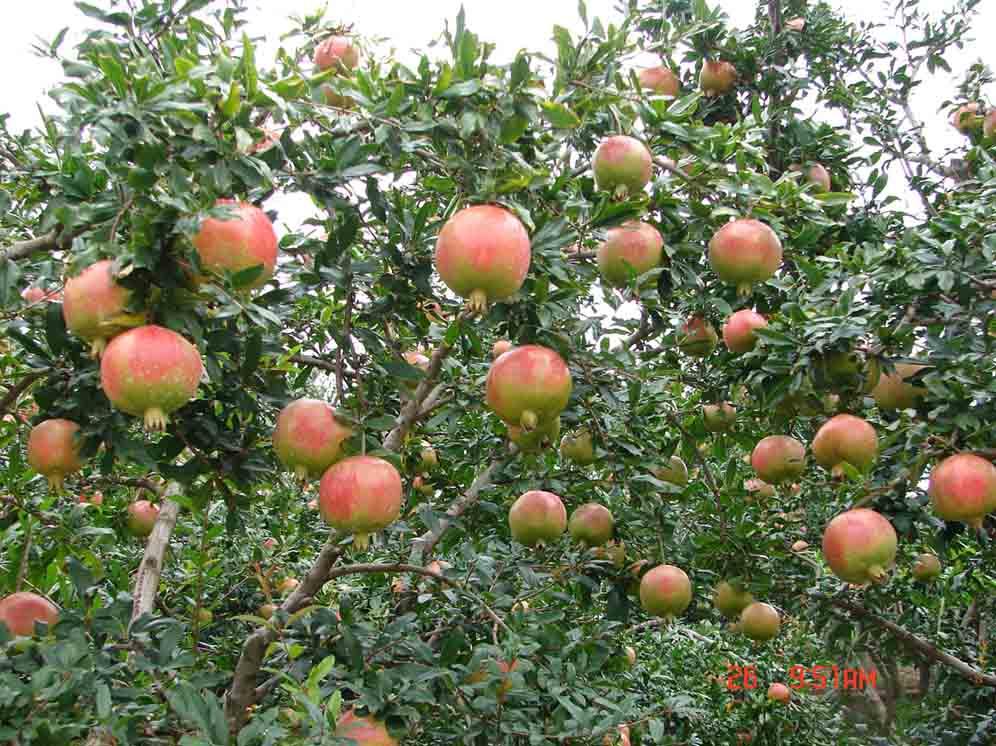 永城富硒大米(永州富硒大米)-硒宝网