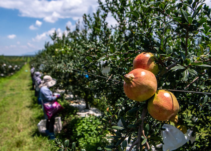 永城富硒大米(永州富硒大米)-硒宝网