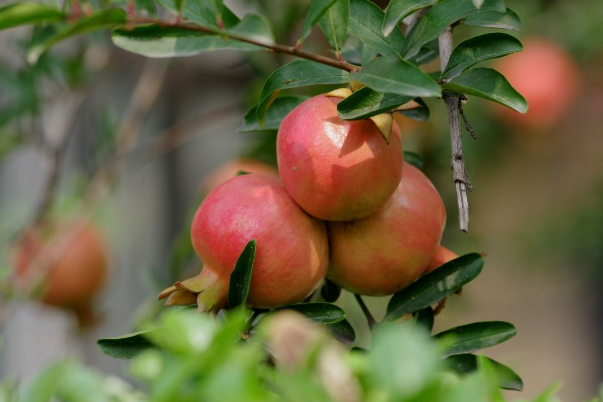 永城富硒大米(永州富硒大米)-硒宝网