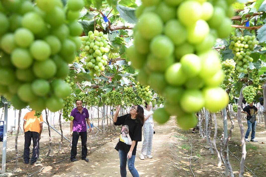 农家富硒大米(富硒大米的种植)-硒宝网