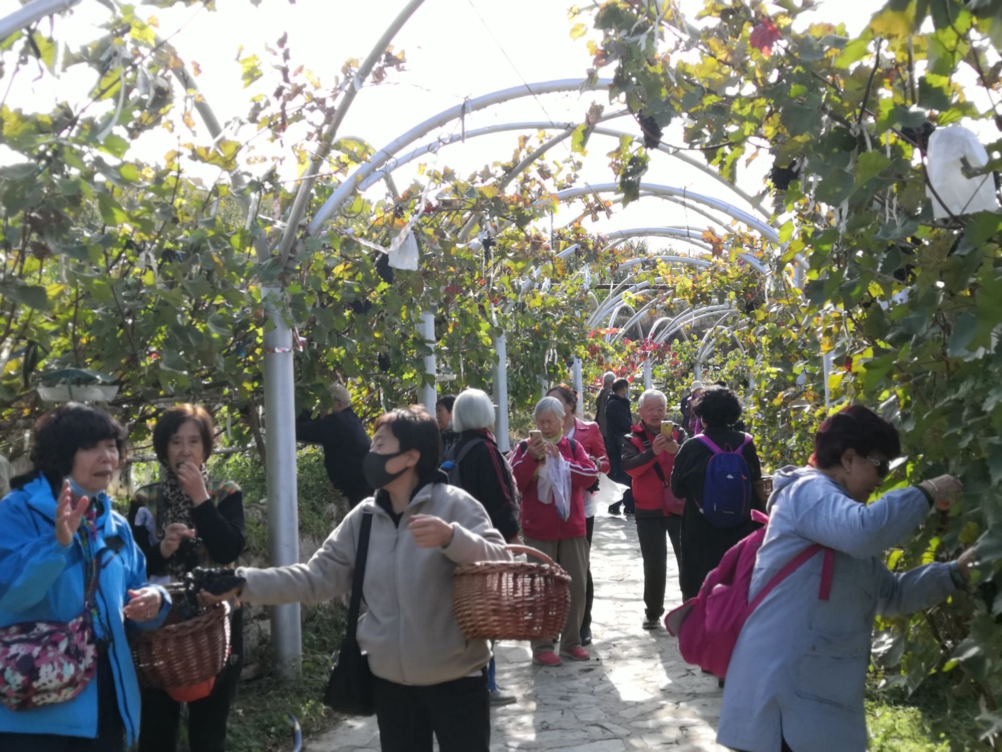 农家富硒大米(富硒大米的种植)-硒宝网