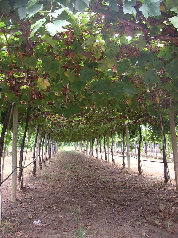 农家富硒大米(富硒大米的种植)-硒宝网