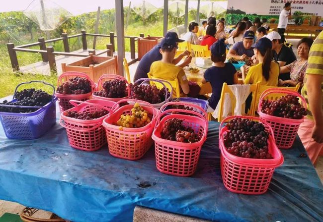 农家富硒大米(富硒大米的种植)-硒宝网