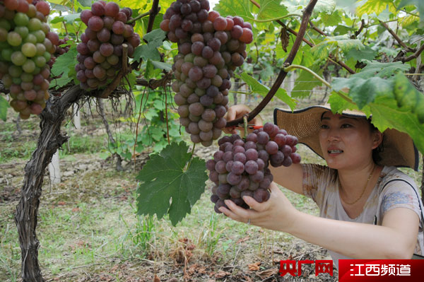 农家富硒大米(富硒大米的种植)-硒宝网