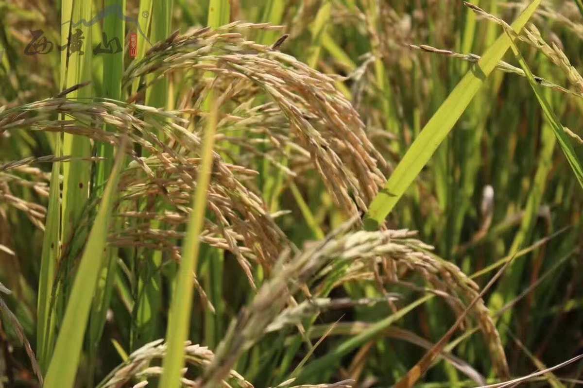 富硒大米土壤(大米土壤富硒含量多少)-硒宝网